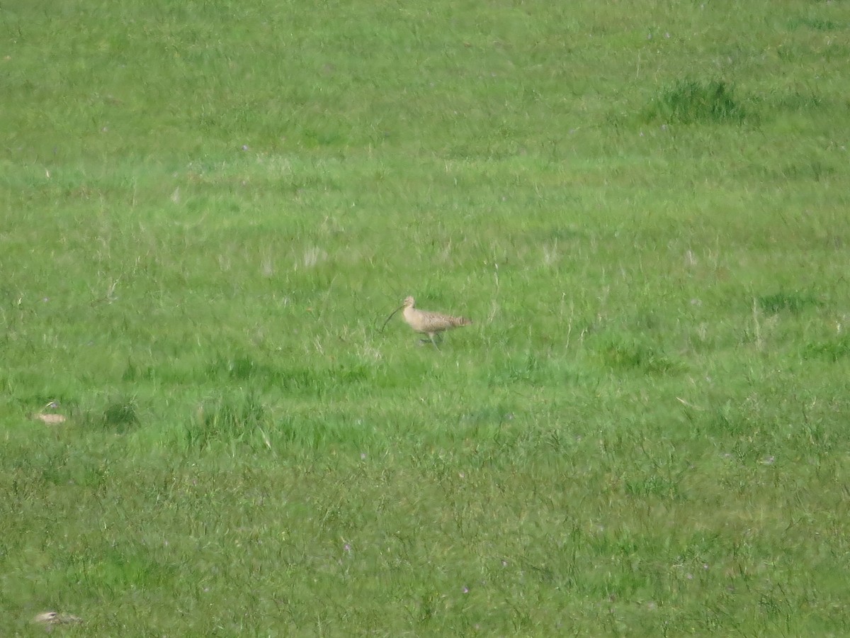 Long-billed Curlew - ML146619831