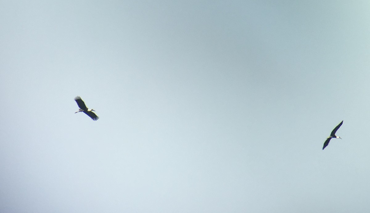 Asian Woolly-necked Stork - ML146619851