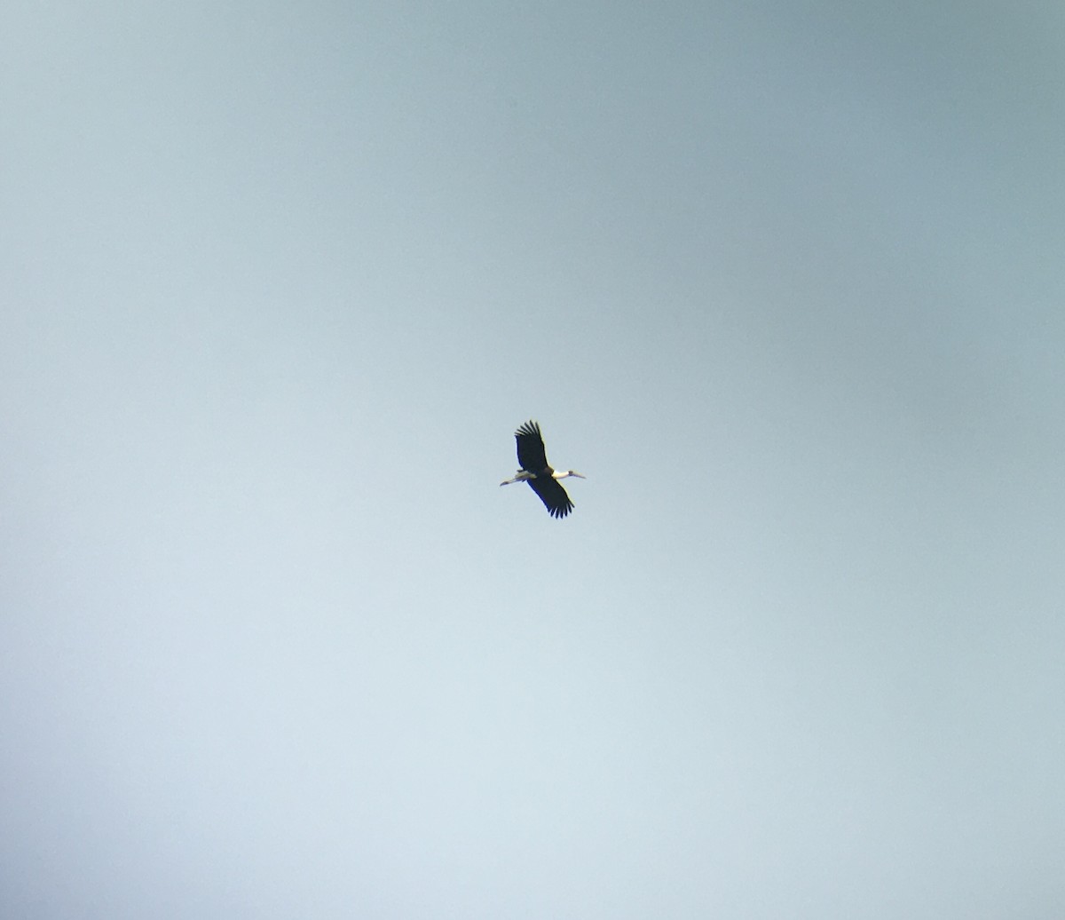 Asian Woolly-necked Stork - ML146619861