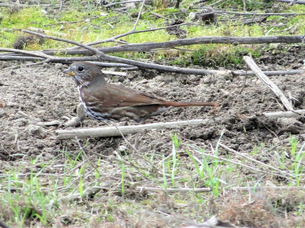 Fox Sparrow (Slate-colored) - ML146620761