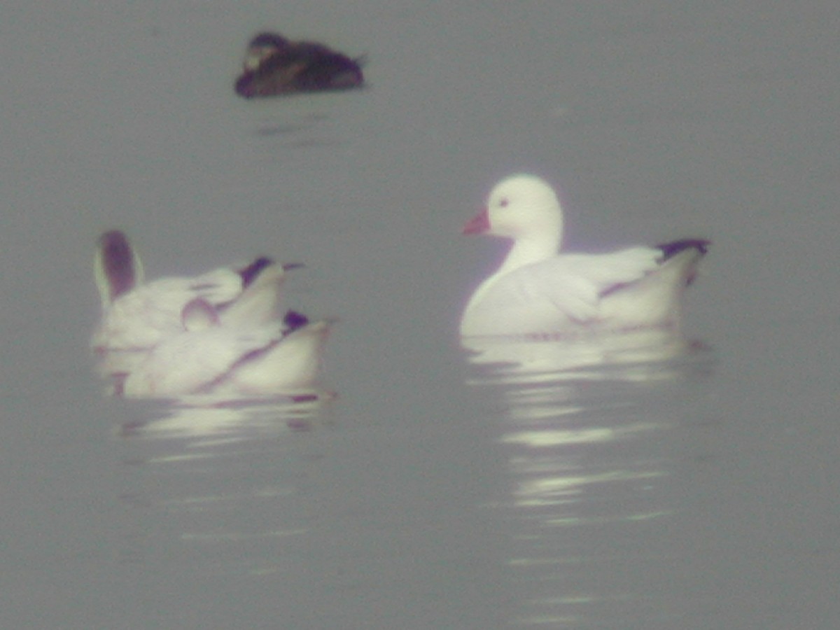 Ross's Goose - Dave Slager