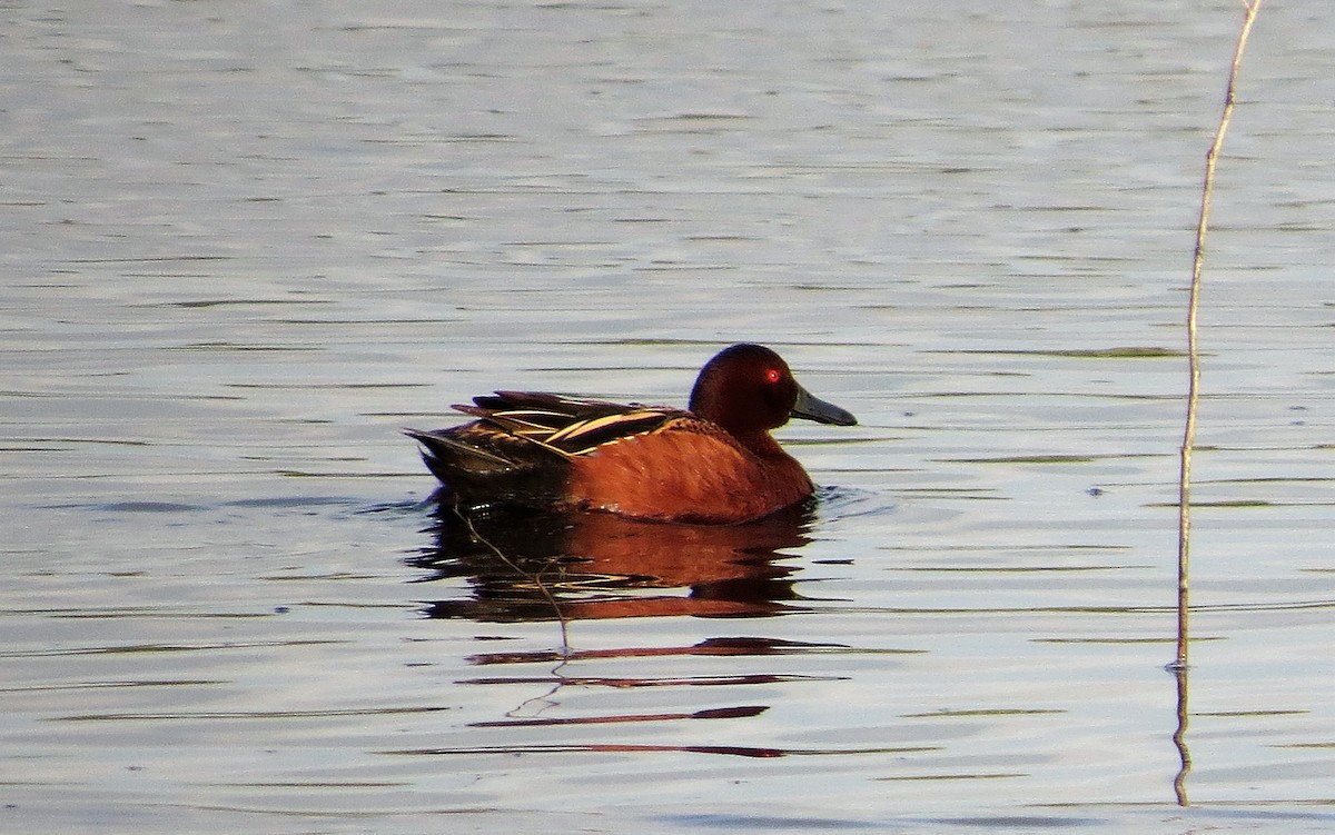 Cinnamon Teal - ML146621231