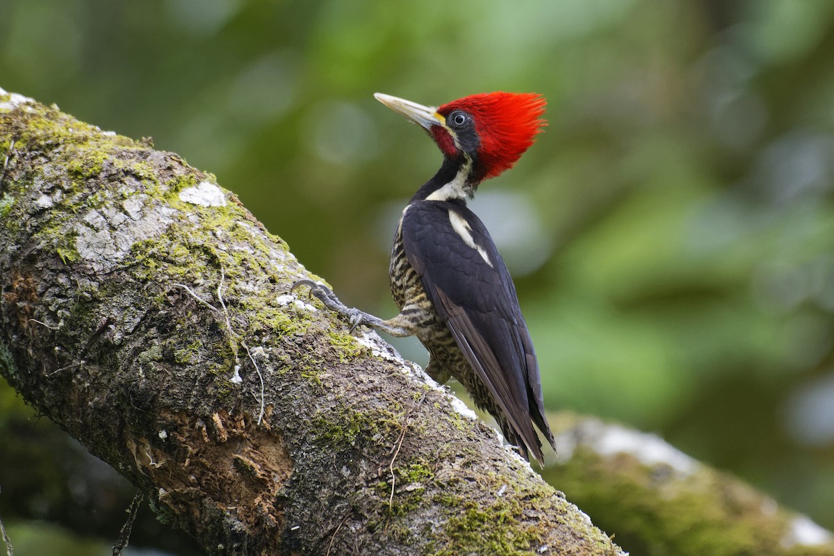 Lineated Woodpecker - ML146621711