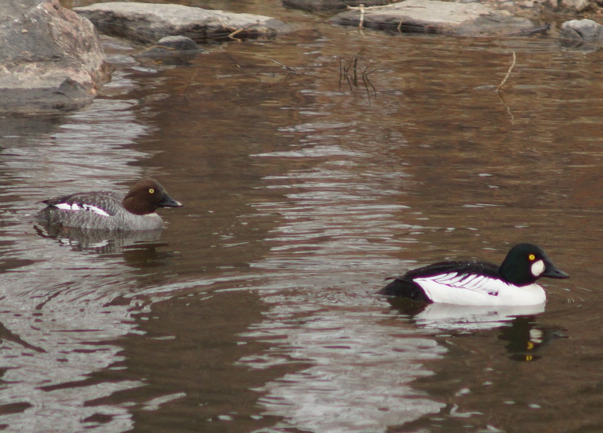 Common Goldeneye - Claire H