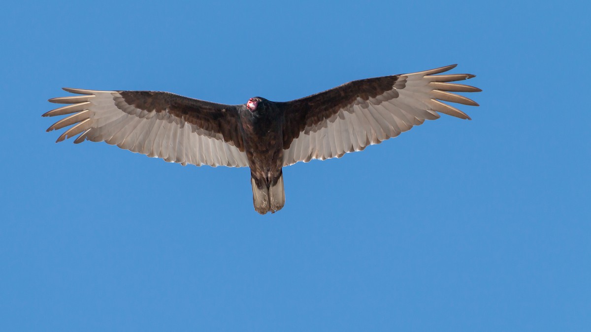 Turkey Vulture - ML146623581