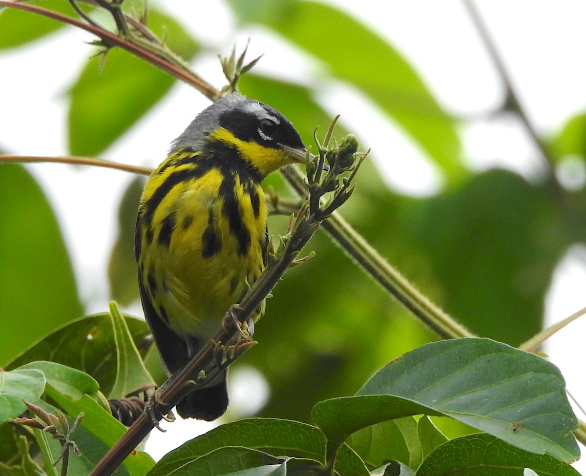 Magnolia Warbler - ML146624901