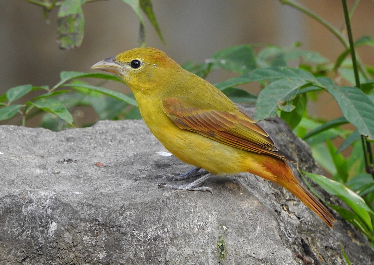 Summer Tanager - ML146625261