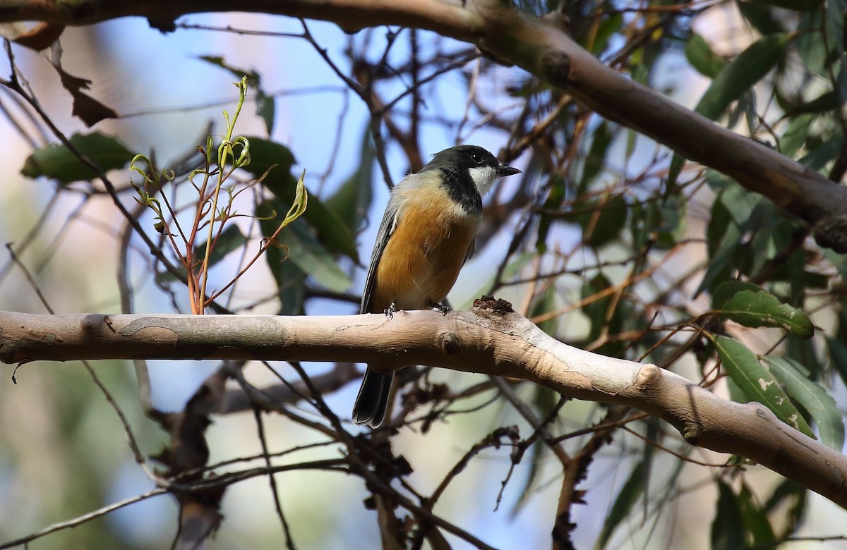 Rufous Whistler - ML146625731