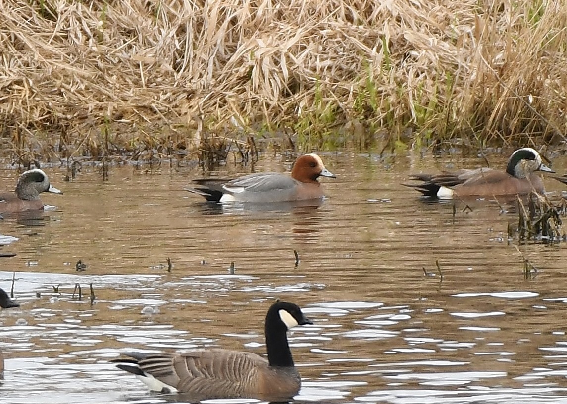 Eurasian Wigeon - ML146627071