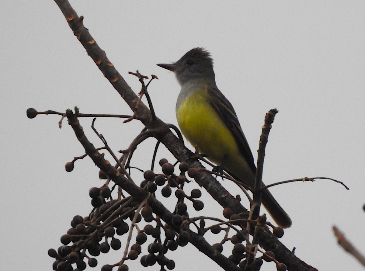 lundtyrann - ML146627171