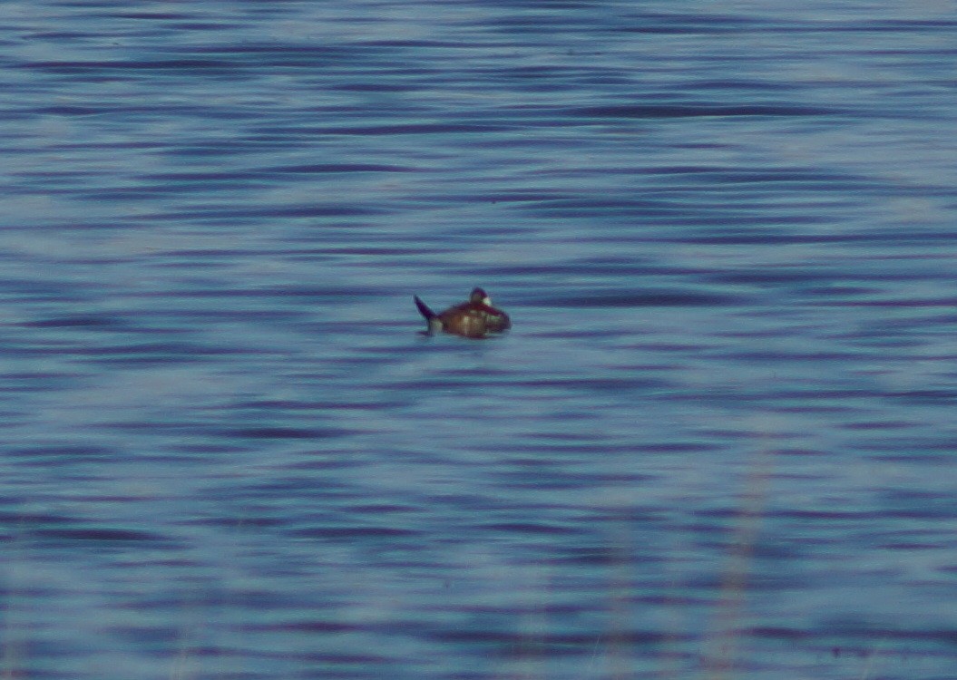 Ruddy Duck - Claire H