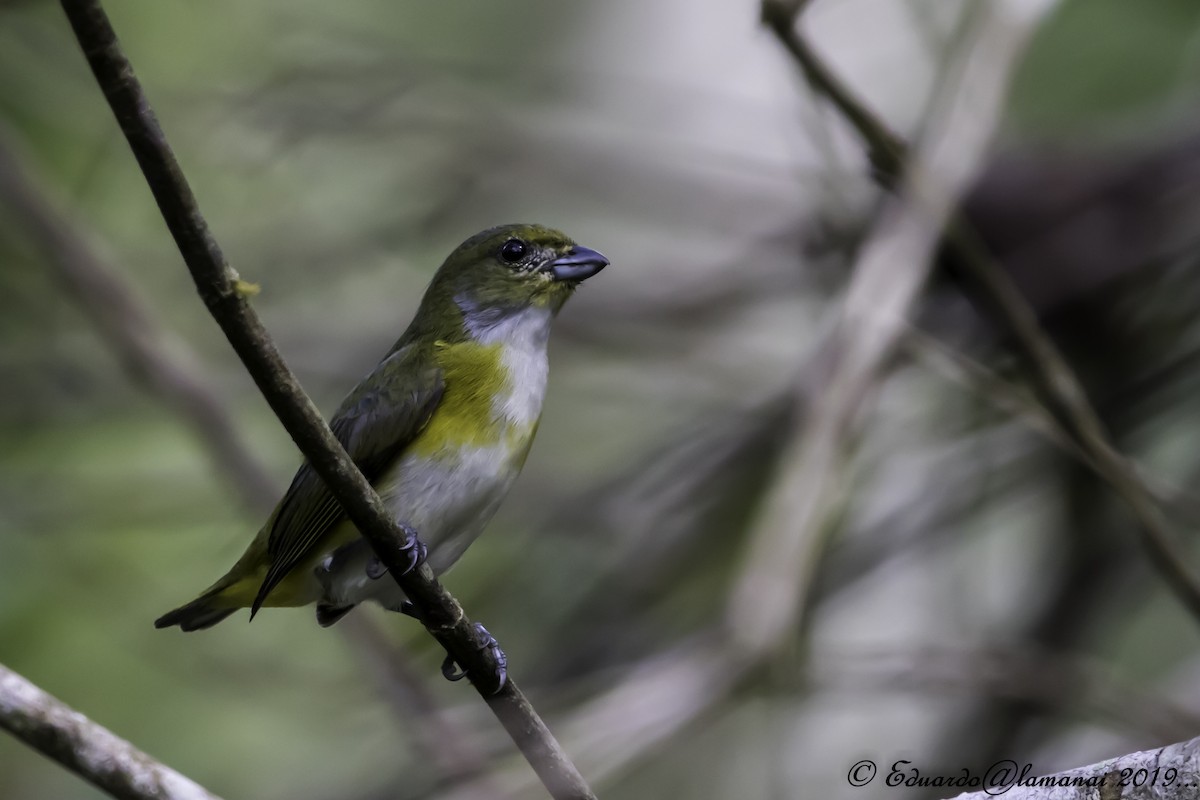 Yellow-throated Euphonia - ML146627501