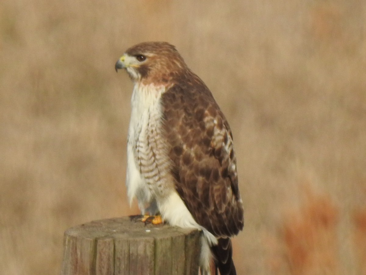 Red-tailed Hawk - ML146628021