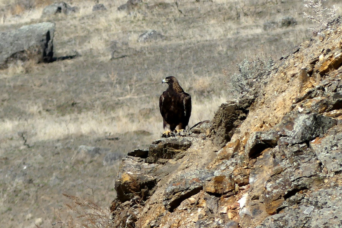 Golden Eagle - ML146628561