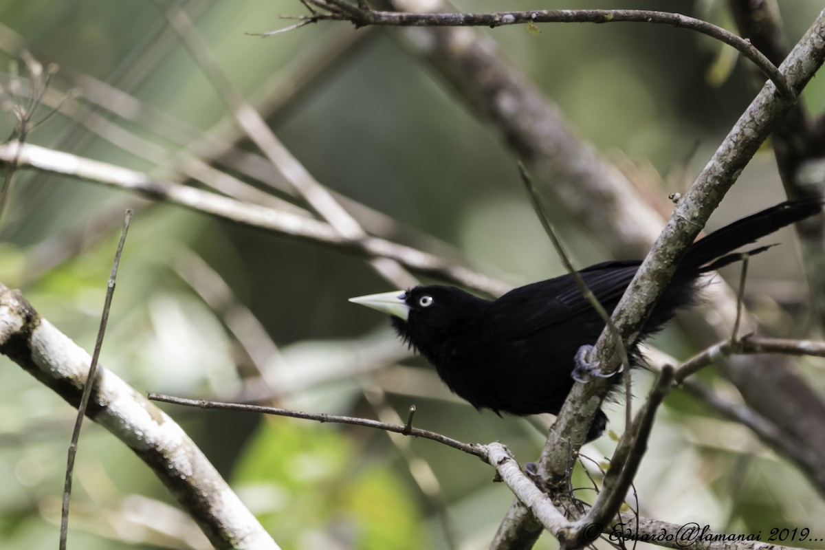 Yellow-billed Cacique - ML146628961