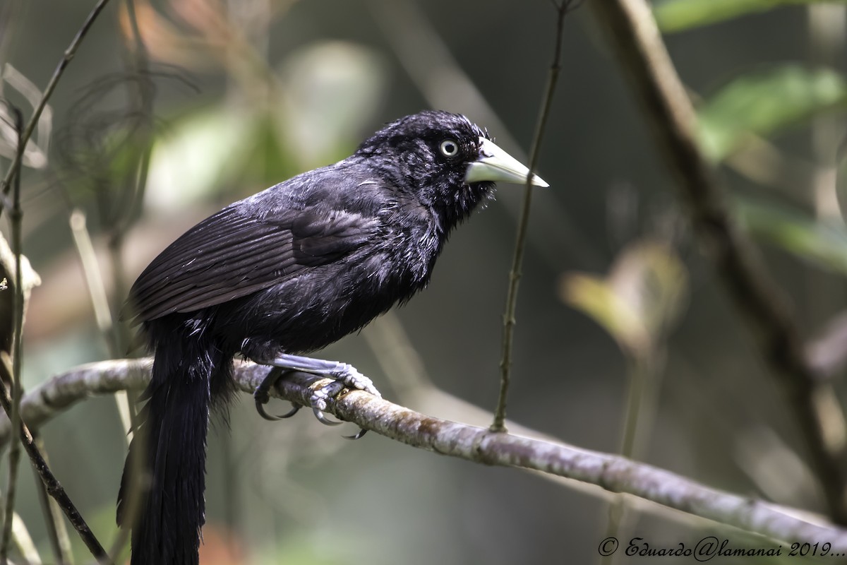 Yellow-billed Cacique - ML146629051