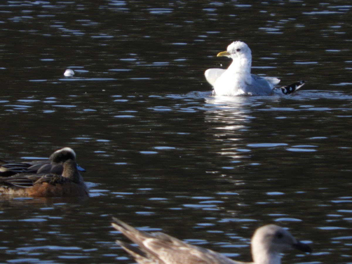 Short-billed Gull - Mark Stevens