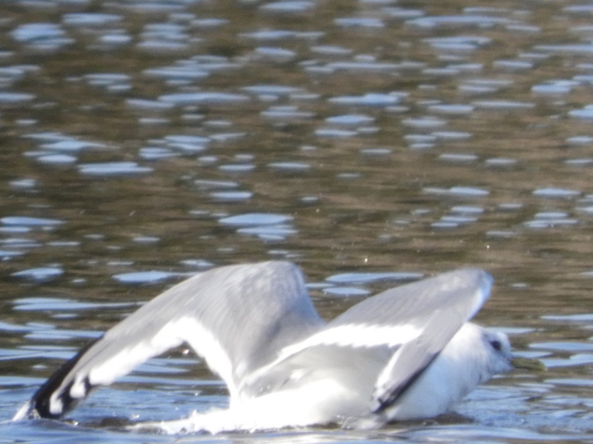 Short-billed Gull - ML146630411