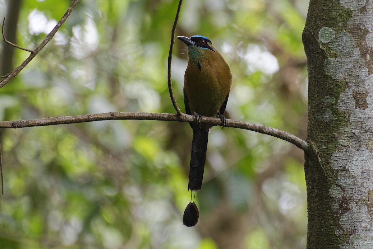 Motmot de Lesson - ML146630611