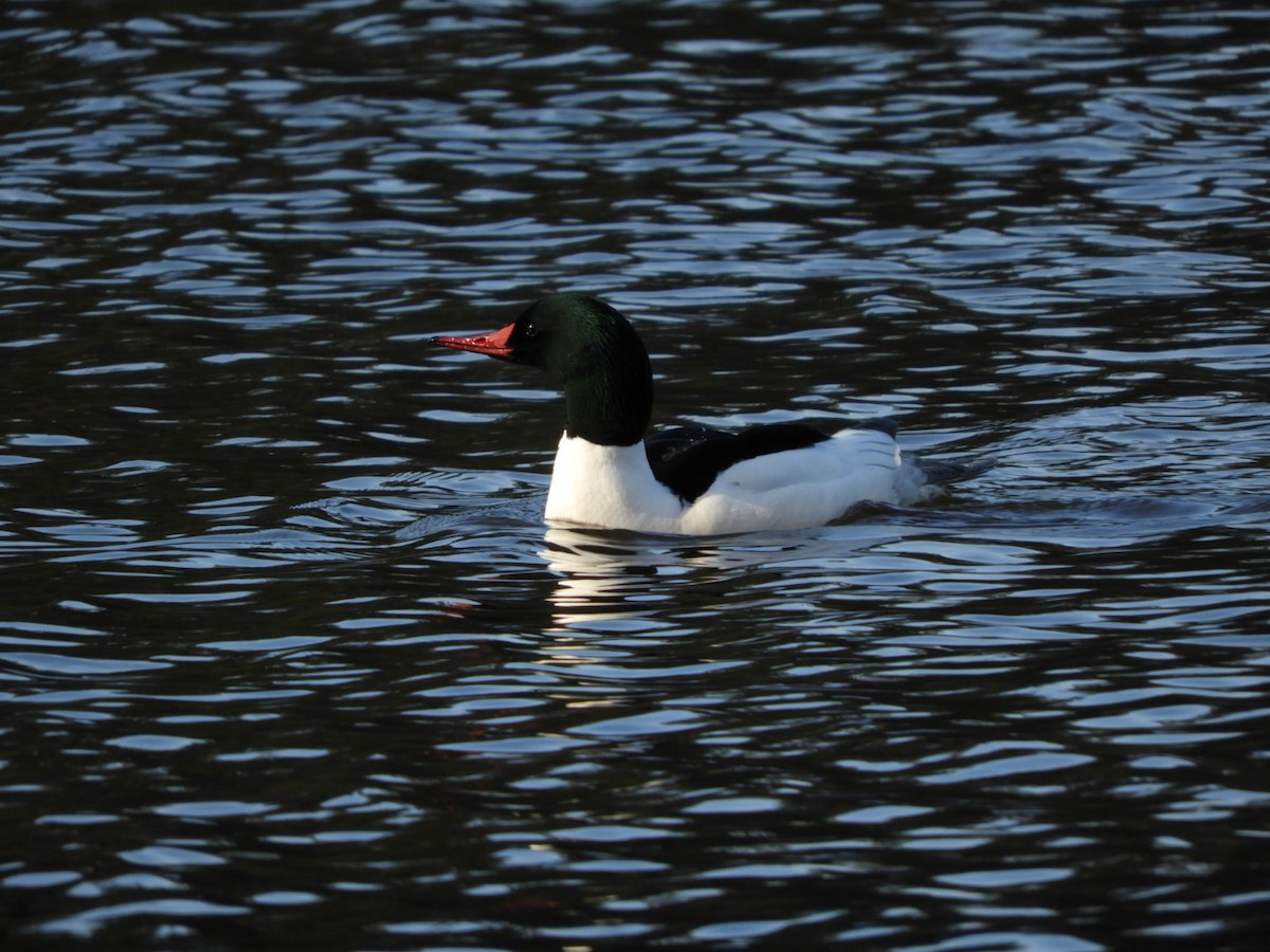 Common Merganser - ML146630811