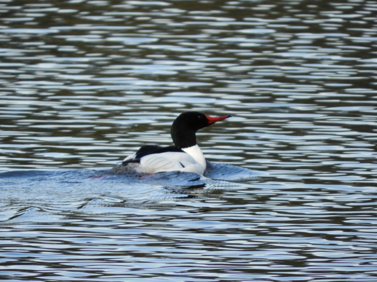 Common Merganser - Mark Stevens