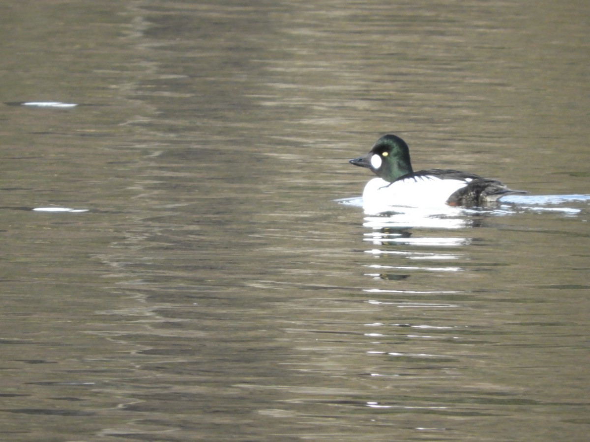 Common Goldeneye - Mark Stevens