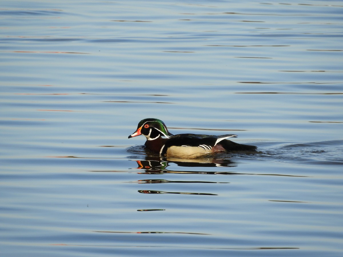 Wood Duck - ML146631031