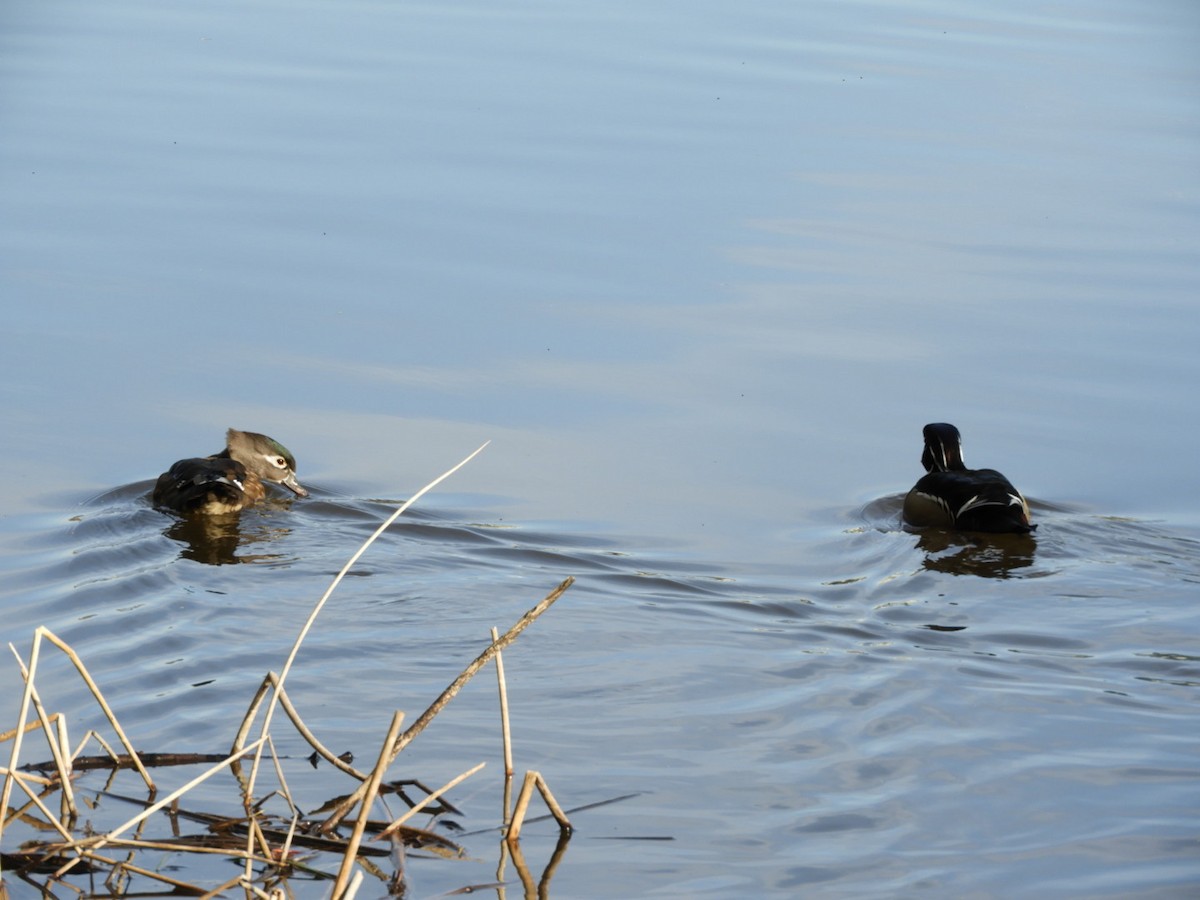 Wood Duck - ML146631081