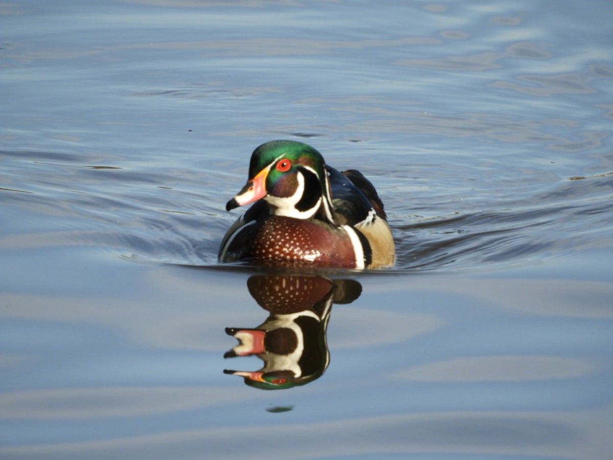 Wood Duck - ML146631091