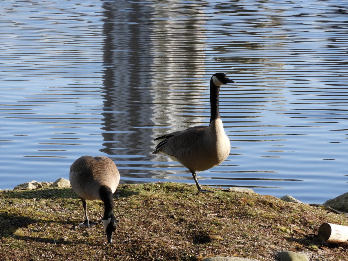 Canada Goose - ML146631171