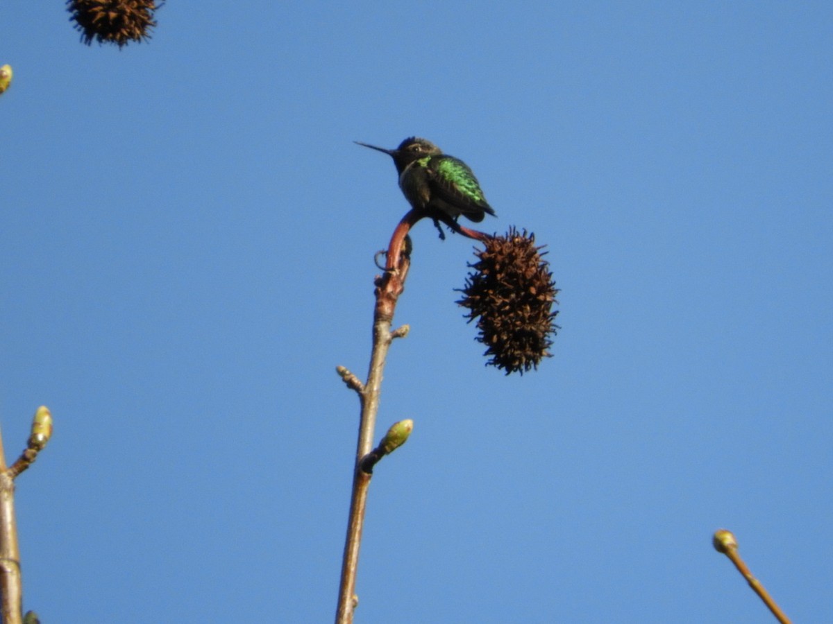 Anna's Hummingbird - ML146631241