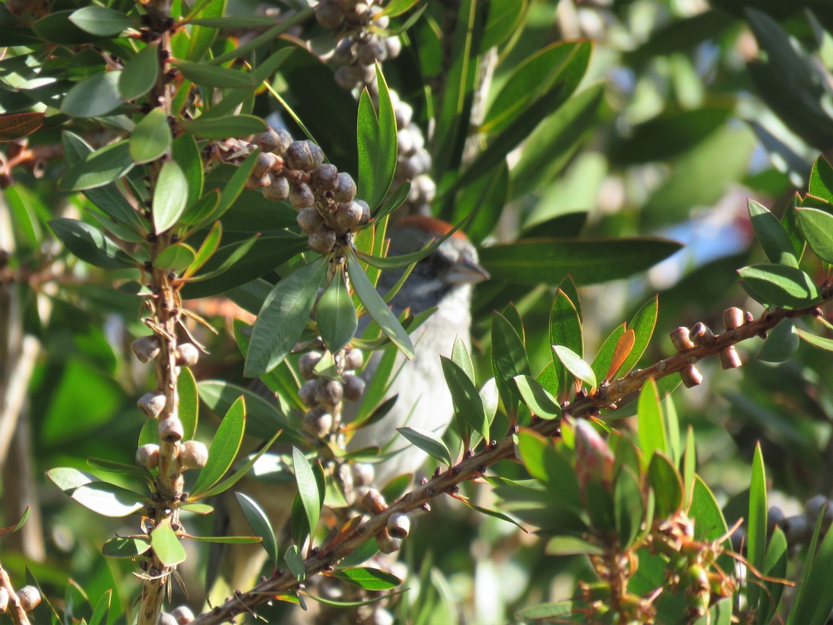 Green-tailed Towhee - Chris Hayward