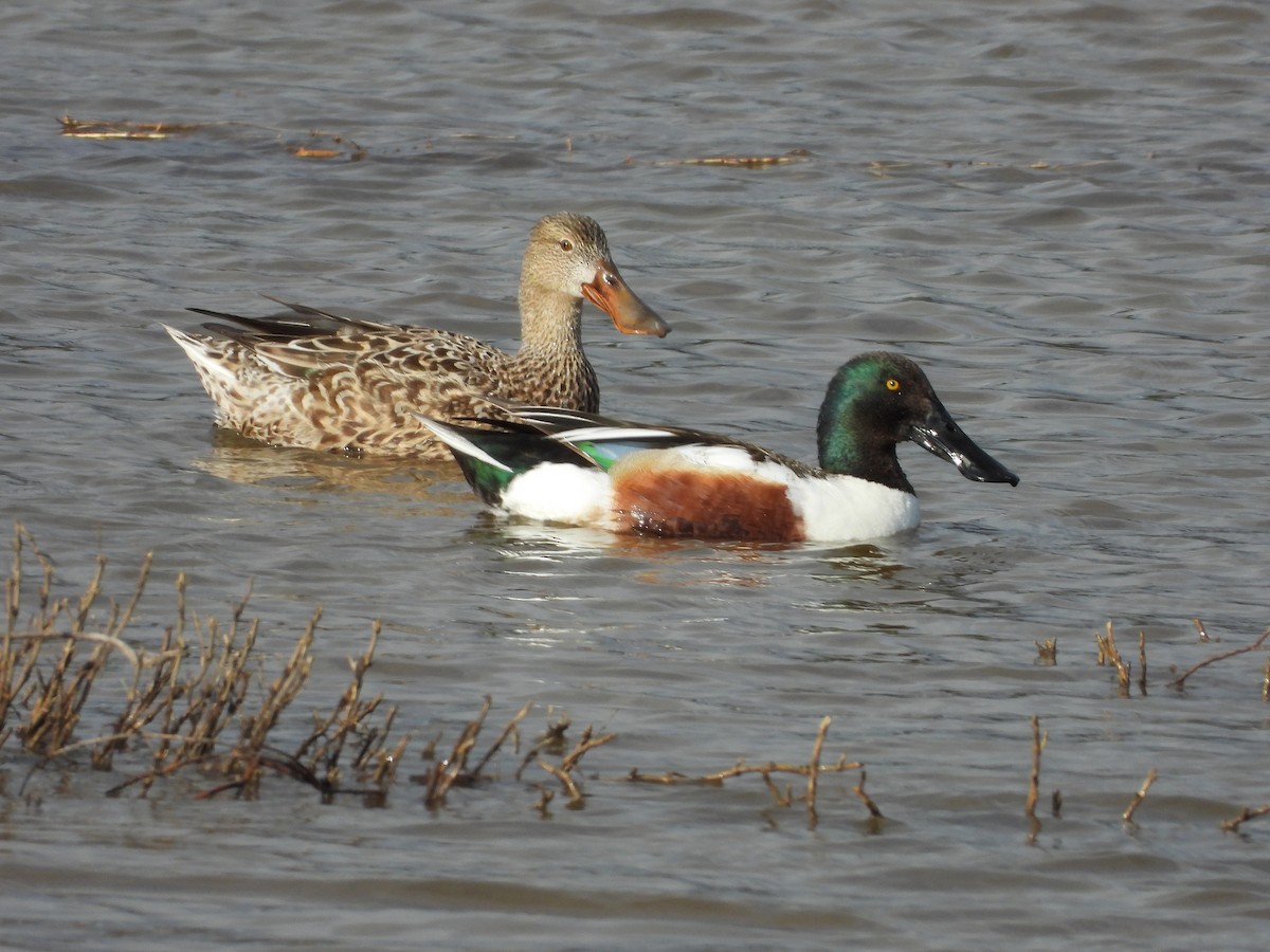 Northern Shoveler - Peter Jungblut