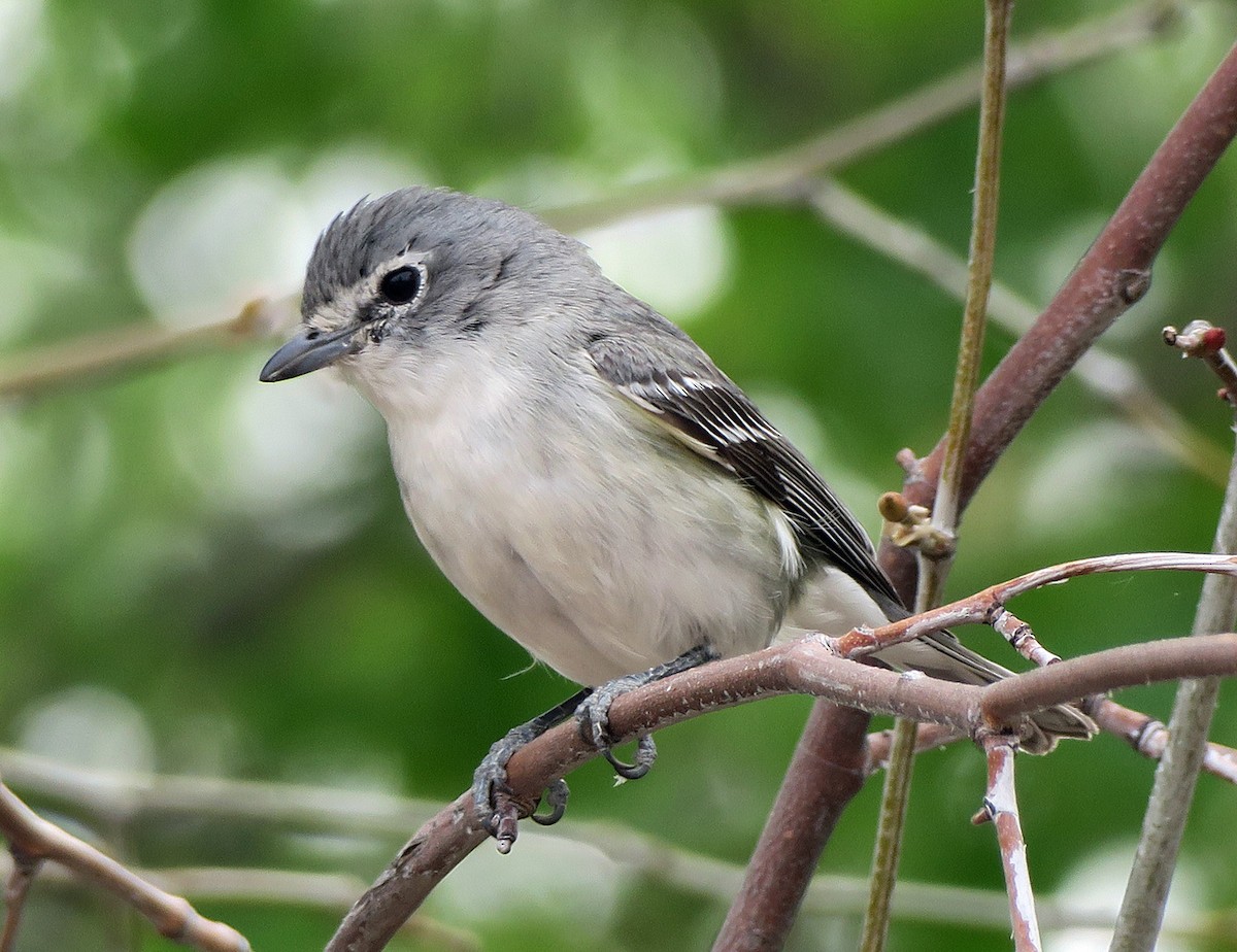 Plumbeous Vireo - ML146634041