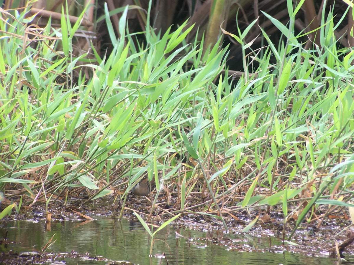 Yellow-breasted Crake - ML146634511