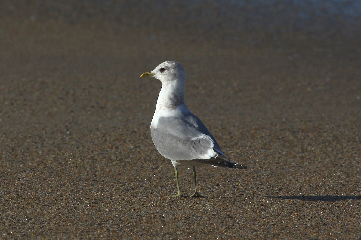 Short-billed Gull - ML146634991