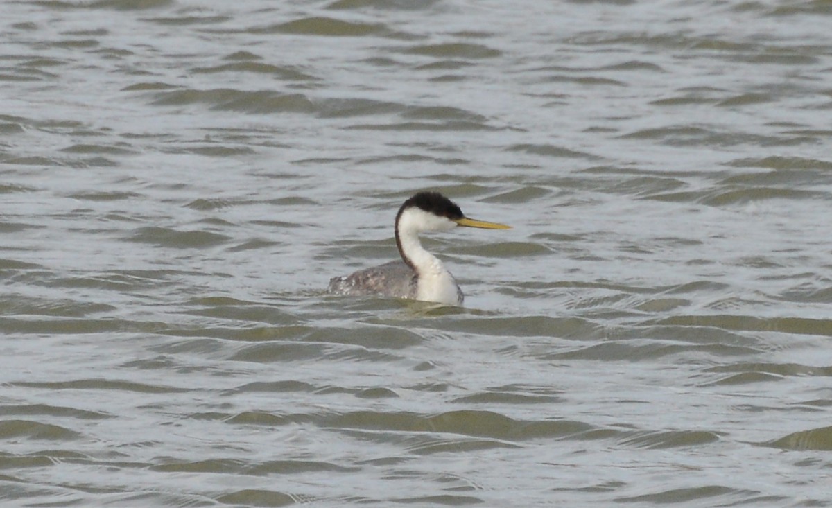 Western Grebe - ML146635051