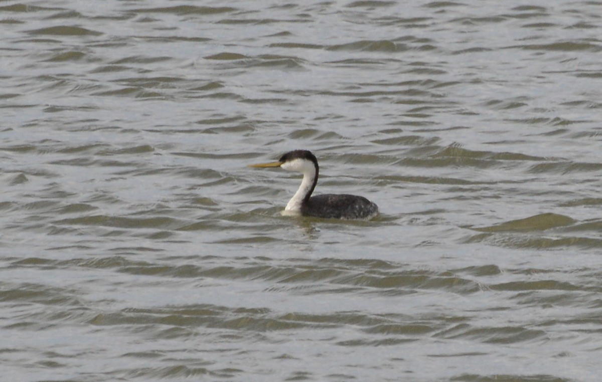 Western Grebe - ML146635061