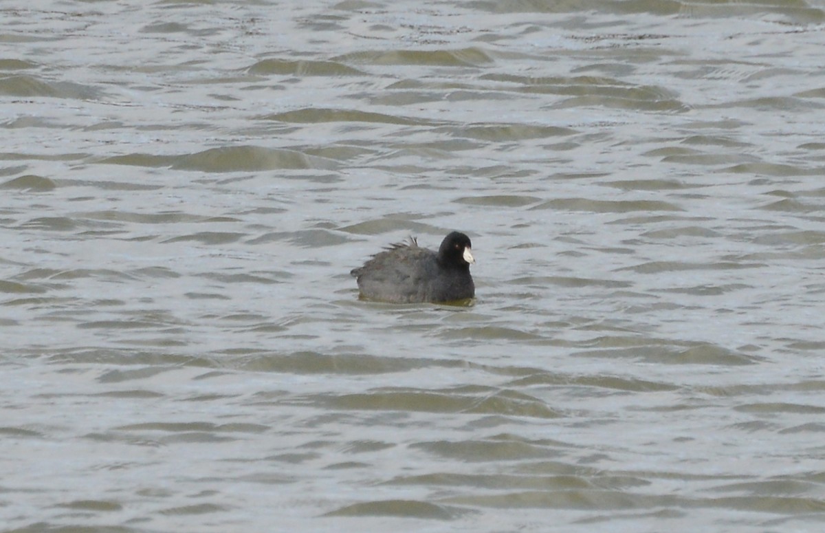 American Coot - ML146635081