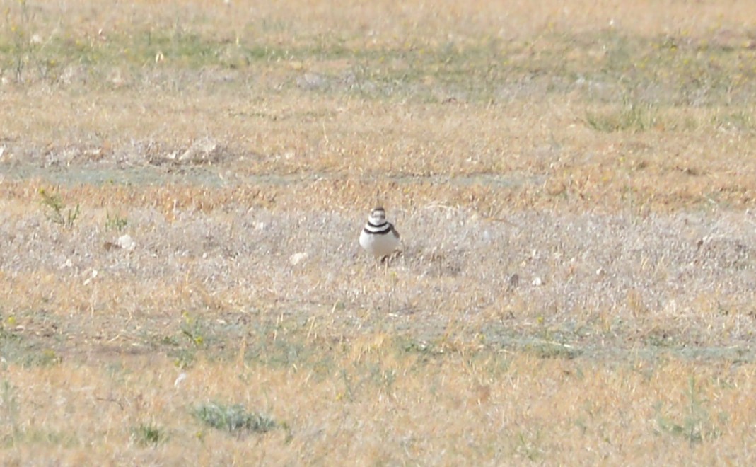 Killdeer - ML146635111