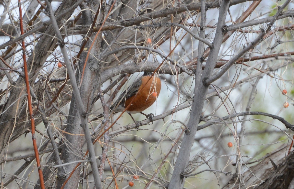 American Robin - ML146635161