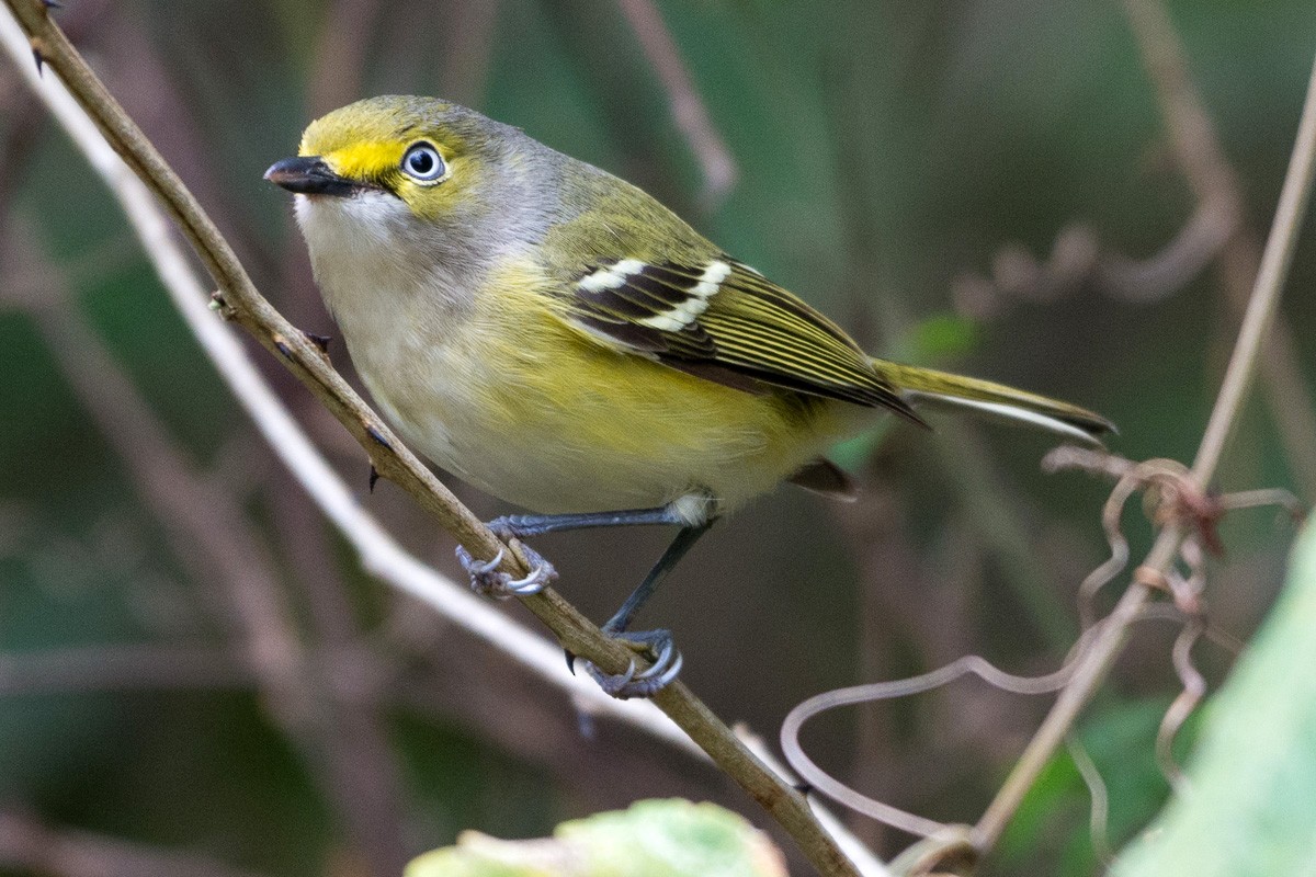 White-eyed Vireo - ML146635471