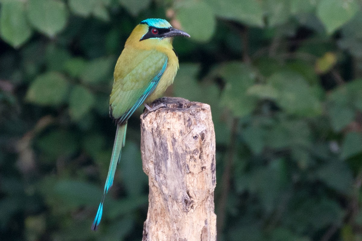 Blue-capped Motmot - ML146636141