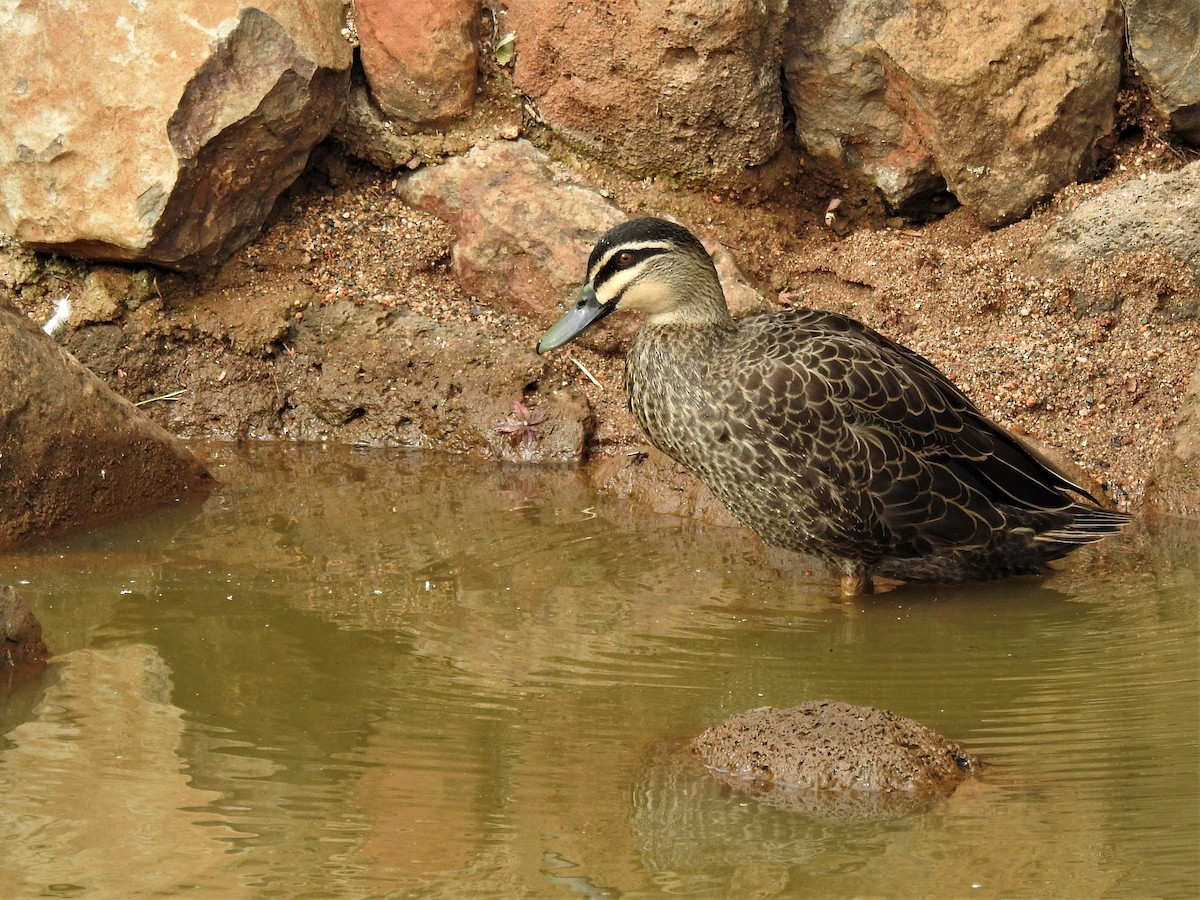 Pacific Black Duck - ML146637341