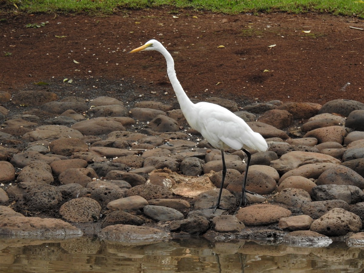 Great Egret - ML146637721