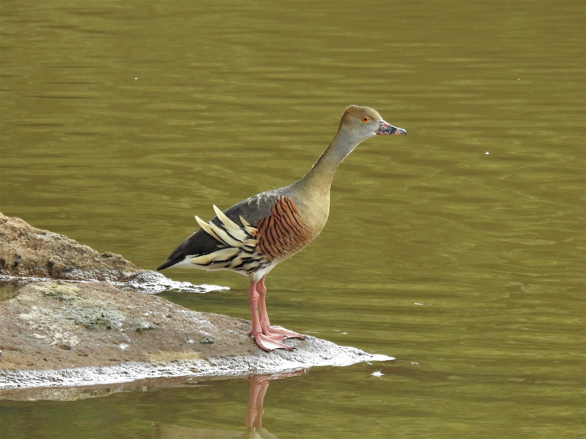 Plumed Whistling-Duck - ML146637761