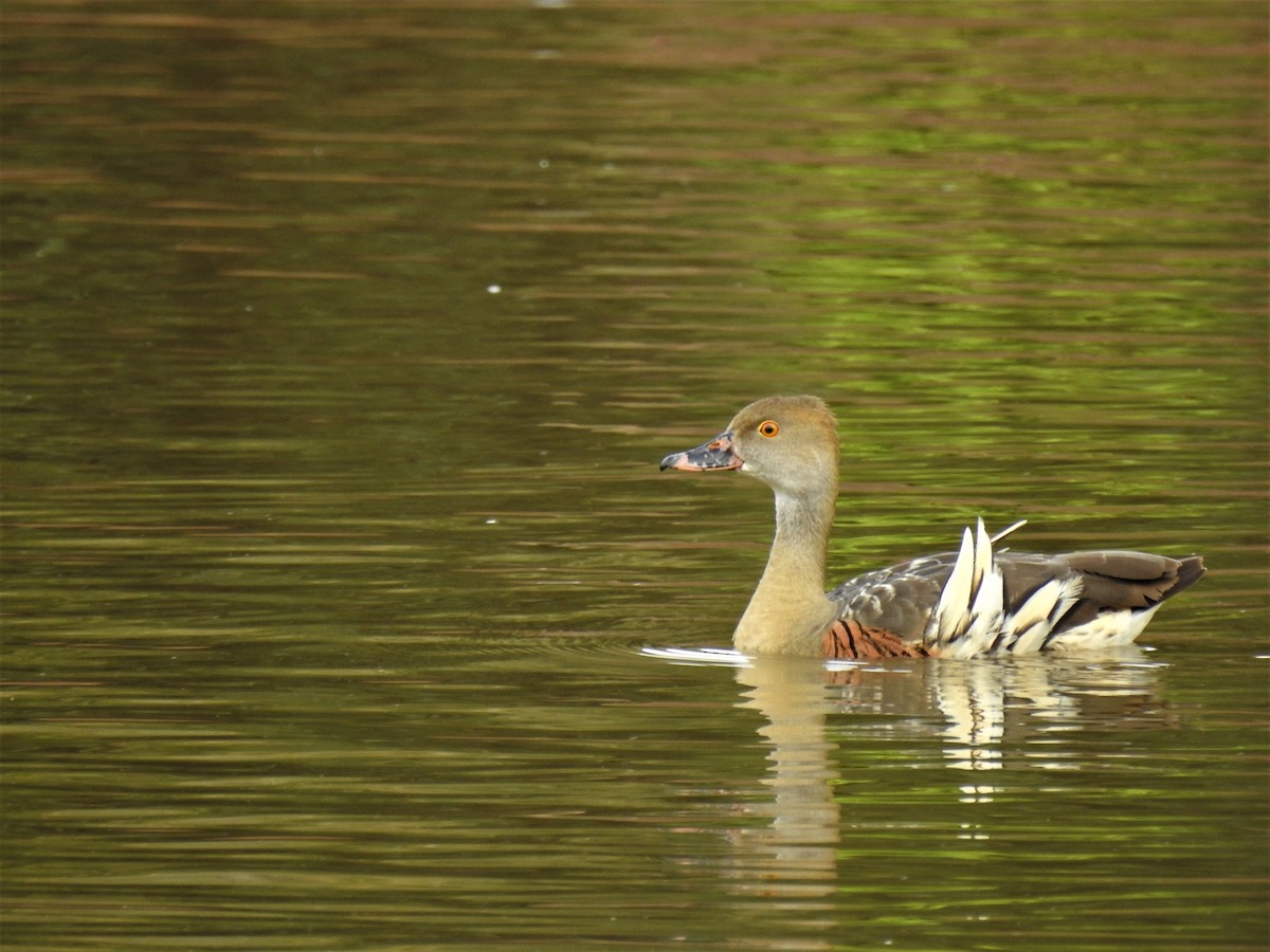 Plumed Whistling-Duck - ML146637771