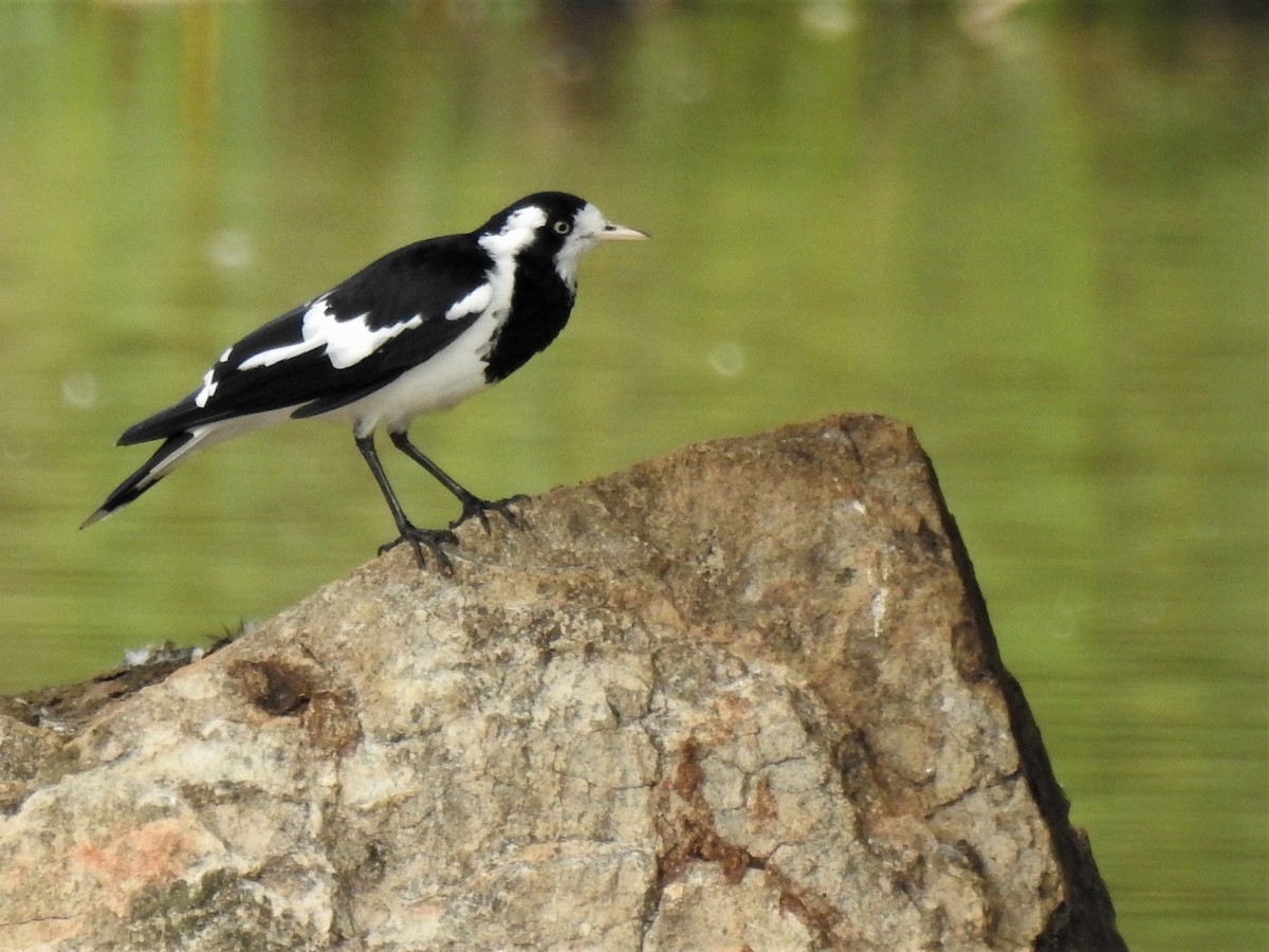 Magpie-lark - ML146637781