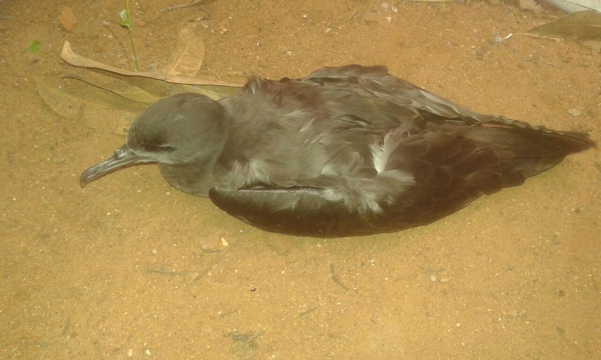 Wedge-tailed Shearwater - ML146638931