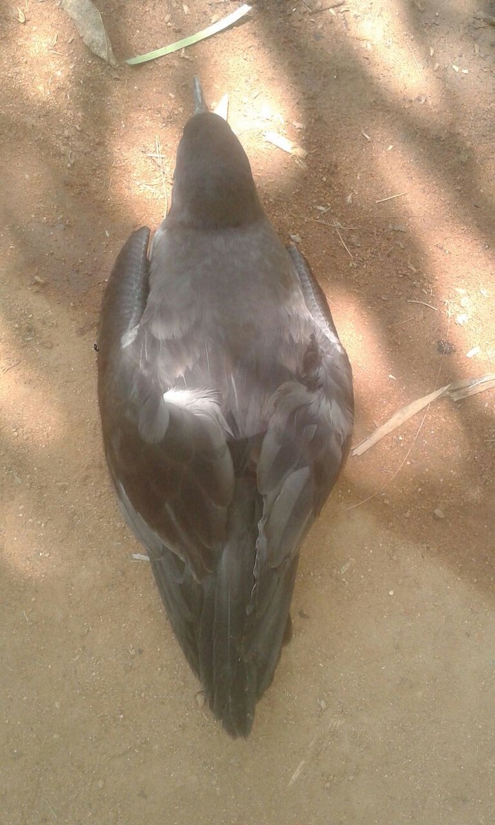 Wedge-tailed Shearwater - ML146638951